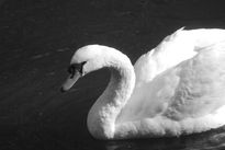 El cisne