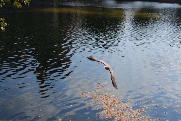 El vuelo. 