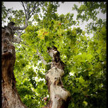 Naturaleza thumbnail 1