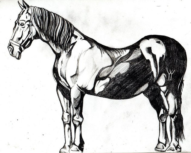 caballo