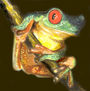 Rana