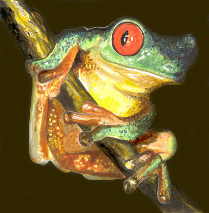 Rana