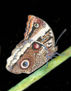 Mariposa