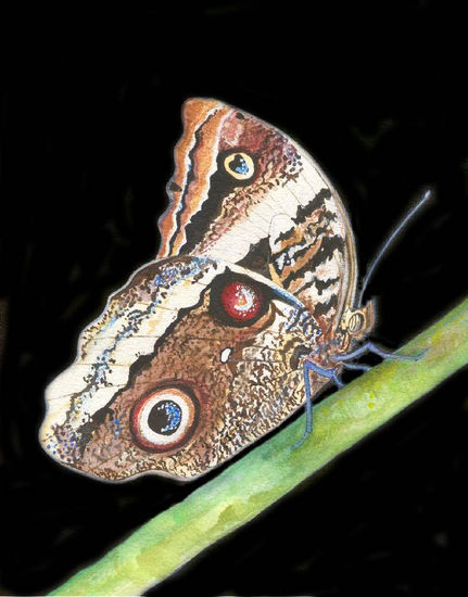 Mariposa 