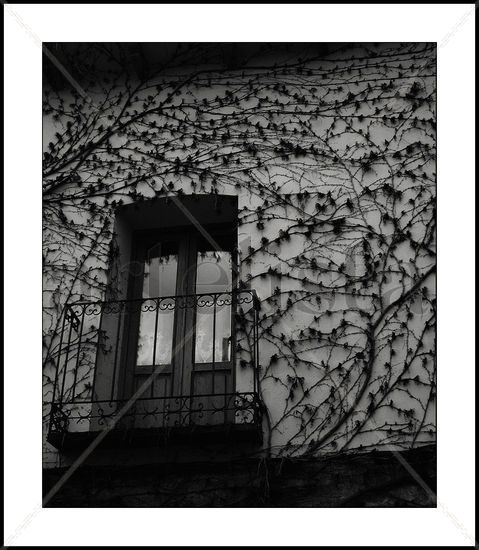 Enredadera. Nature Black and White (Digital)