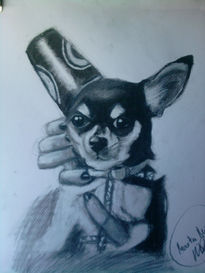 Retrato chihuahua