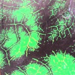Fulles 2007 thumbnail 1