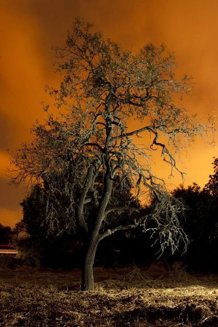 Arbol