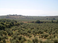 Olivos de Jaen