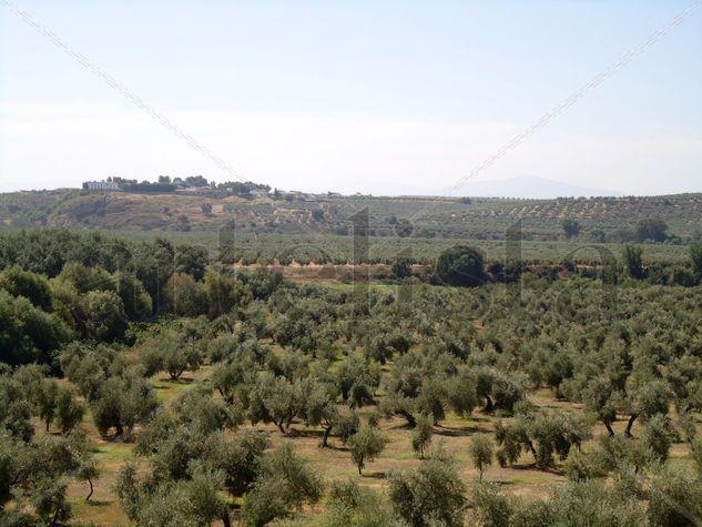 Olivos de Jaen 