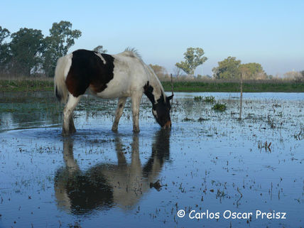 Reflejos 3