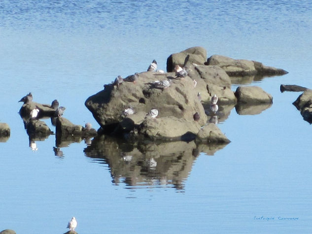 Palomas sobre las rocas del río, (Pigeons on the river rocks) Architecture and Interiorism Color (Digital)