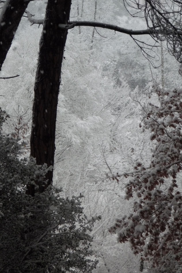 Fondo nevado