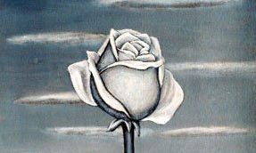 El Color de la Rosa