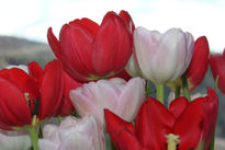 Tulipanes