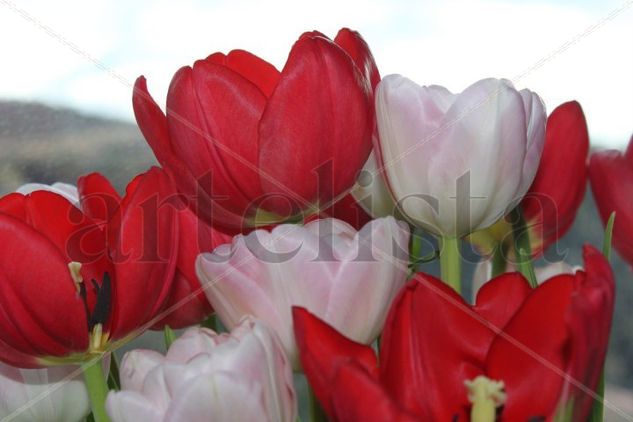 TULIPANES Oil Canvas Landscaping