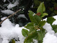 Helados frutos del bosque