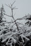 Esqueleto de nieve