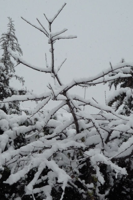 Esqueleto de nieve