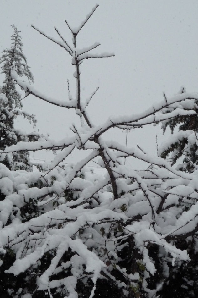 Esqueleto de nieve