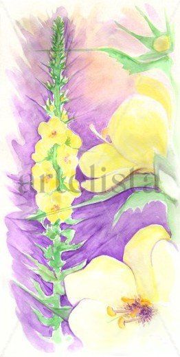 YUYOS, gordolobo Watercolour Paper Floral Painting