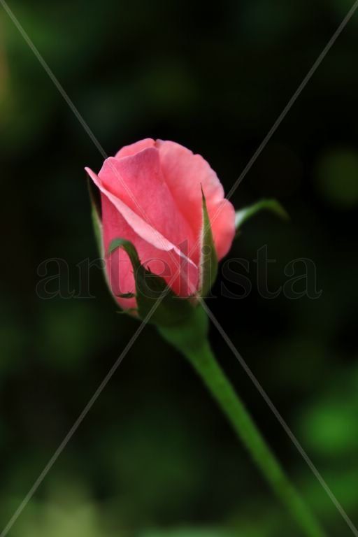 La flor de la vida