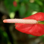 Plantas y Flores thumbnail 1