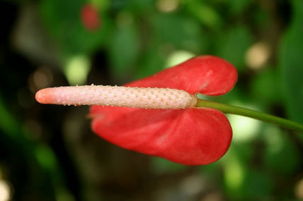 Fálico