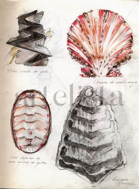 Hoja de Campo 1