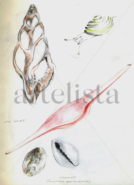 Hoja de campo 2