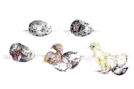 Nacimiento pollo