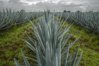 Agave y Paisaje...