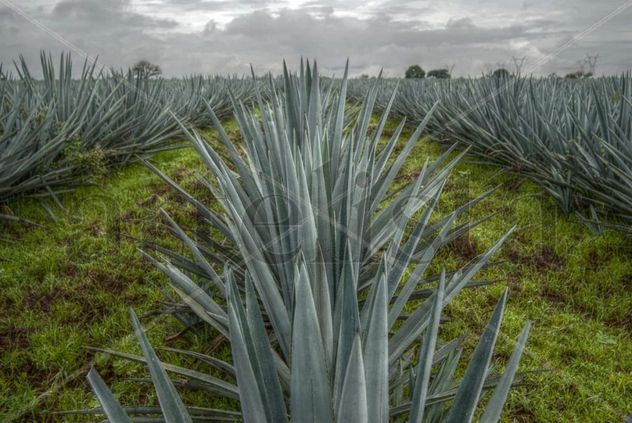 Agave y Paisaje Agavero