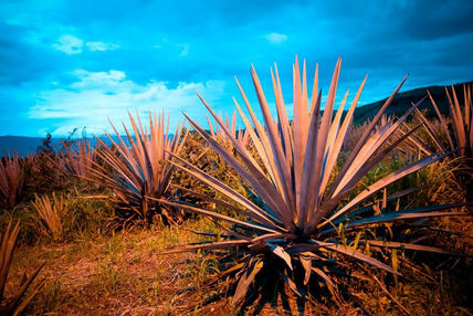 Agave
