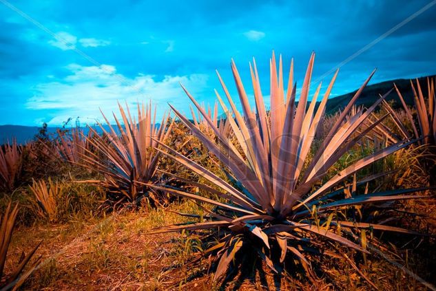 Agave Photojournalism and Documentary Color (Digital)