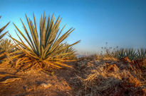 Agave y Paisaje...