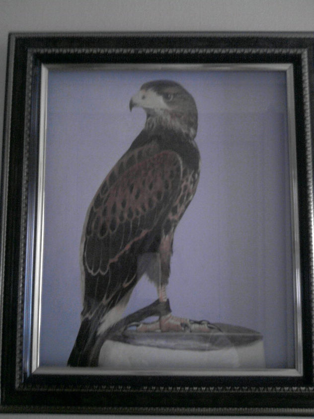 aguila real