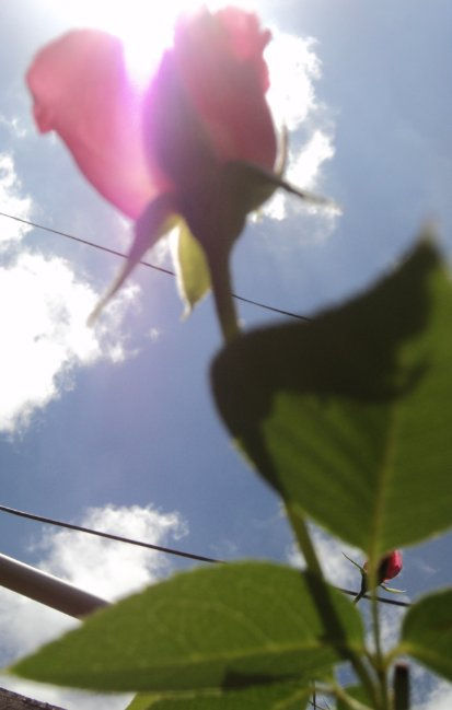 SOL Y ROSA