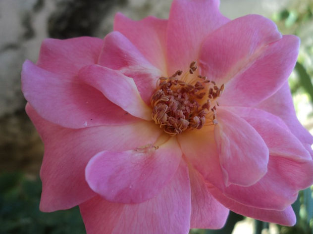 Rosa...