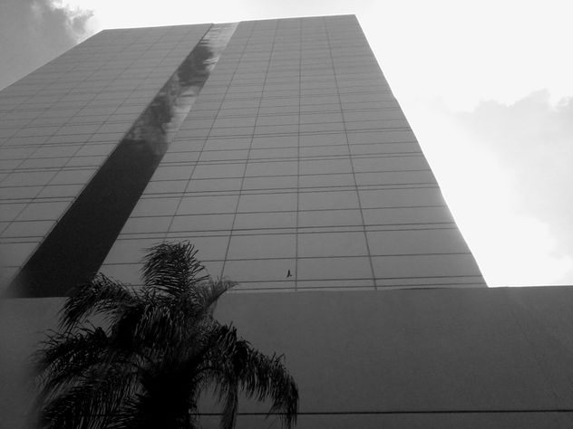 Edificio, cielo, palma, ave