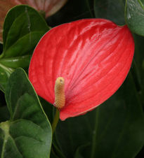 La flor roja