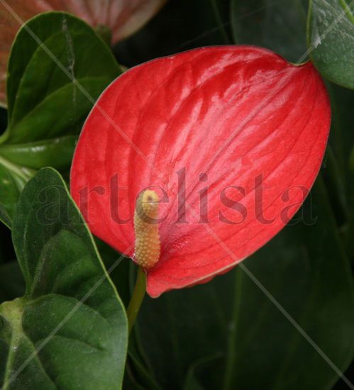 La flor roja Naturaleza Color (Digital)