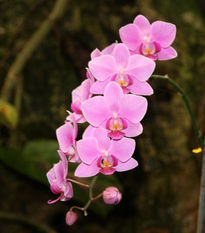 Orquiedas Rosadas