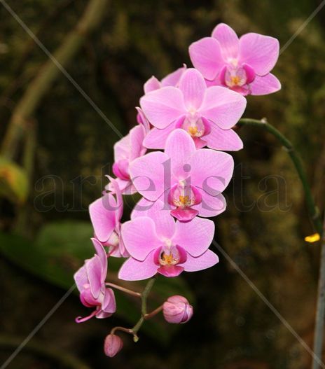 Orquiedas Rosadas