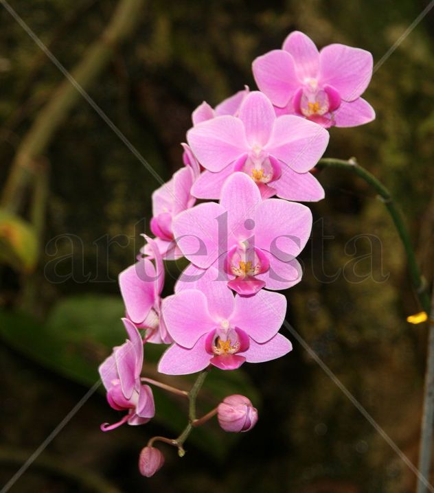 Orquiedas Rosadas