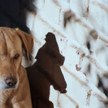 retrato thumbnail 1