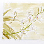 Orquídeas blancas thumbnail 1