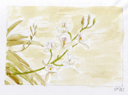 Orquídeas blancas....