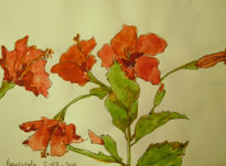 Flores