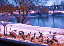 Patos con frio